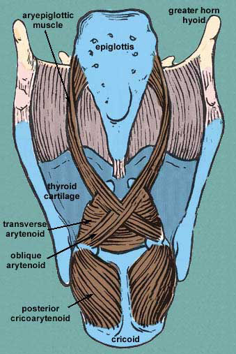 posterior cricoarytenoid muscle